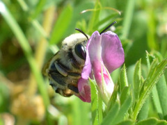 Eucera