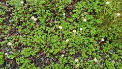 Anaphalioides bellidioides