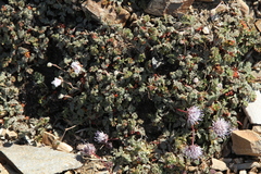 Erodium cheilanthifolium