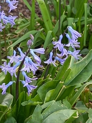 Hyacinthus orientalis