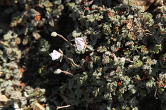 Erodium cheilanthifolium