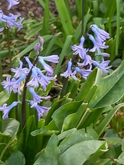 Hyacinthus orientalis