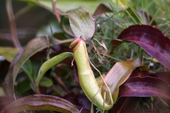Nepenthes mirabilis
