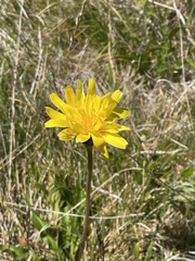 Microseris lanceolata