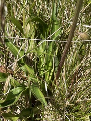 Microseris lanceolata