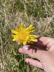 Microseris lanceolata