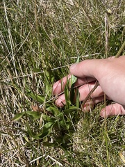 Microseris lanceolata