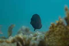 Acanthuridae