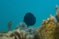 Acanthuridae