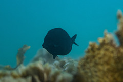 Acanthuridae