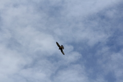 Falco moluccensis