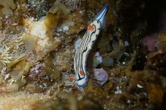 Hypselodoris maritima