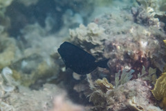 Acanthuridae