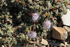 Jasione
