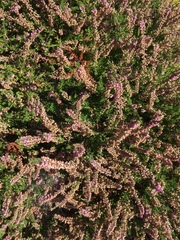 Calluna