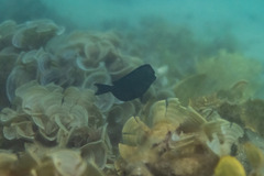 Acanthuridae