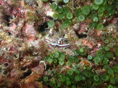 Baseodiscus hemprichii