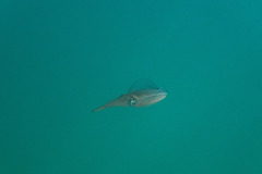 Sepioteuthis australis