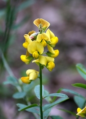 Crotalaria retusa