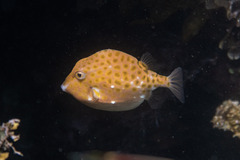 Anoplocapros inermis