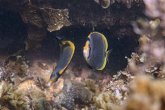 Chaetodon flavirostris