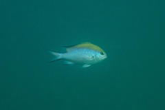 Chromis nitida