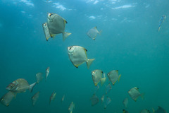Monodactylus argenteus