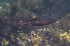 Sepioteuthis australis