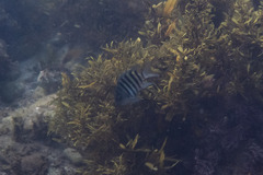 Abudefduf bengalensis