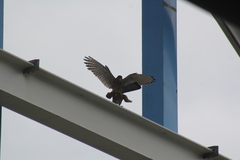 Falco moluccensis