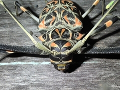 Acrocinus longimanus