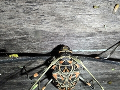 Acrocinus longimanus