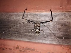 Acrocinus longimanus