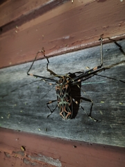 Acrocinus longimanus