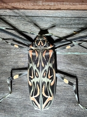 Acrocinus longimanus