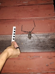 Acrocinus longimanus