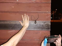 Acrocinus longimanus