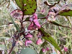 Apiomorpha rosaeformis
