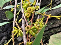 Eucalyptus stellulata