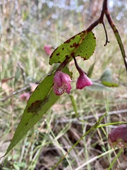 Apiomorpha rosaeformis