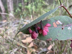 Apiomorpha rosaeformis