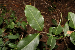 Mischocarpus anodontus