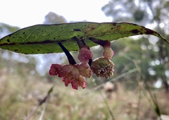 Apiomorpha rosaeformis