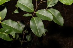 Mischocarpus anodontus