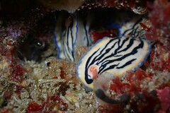 Hypselodoris maritima