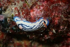 Hypselodoris maritima
