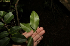 Mischocarpus anodontus