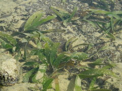 Thalassia hemprichii