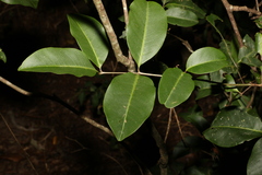 Mischocarpus anodontus