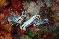 Hypselodoris maritima